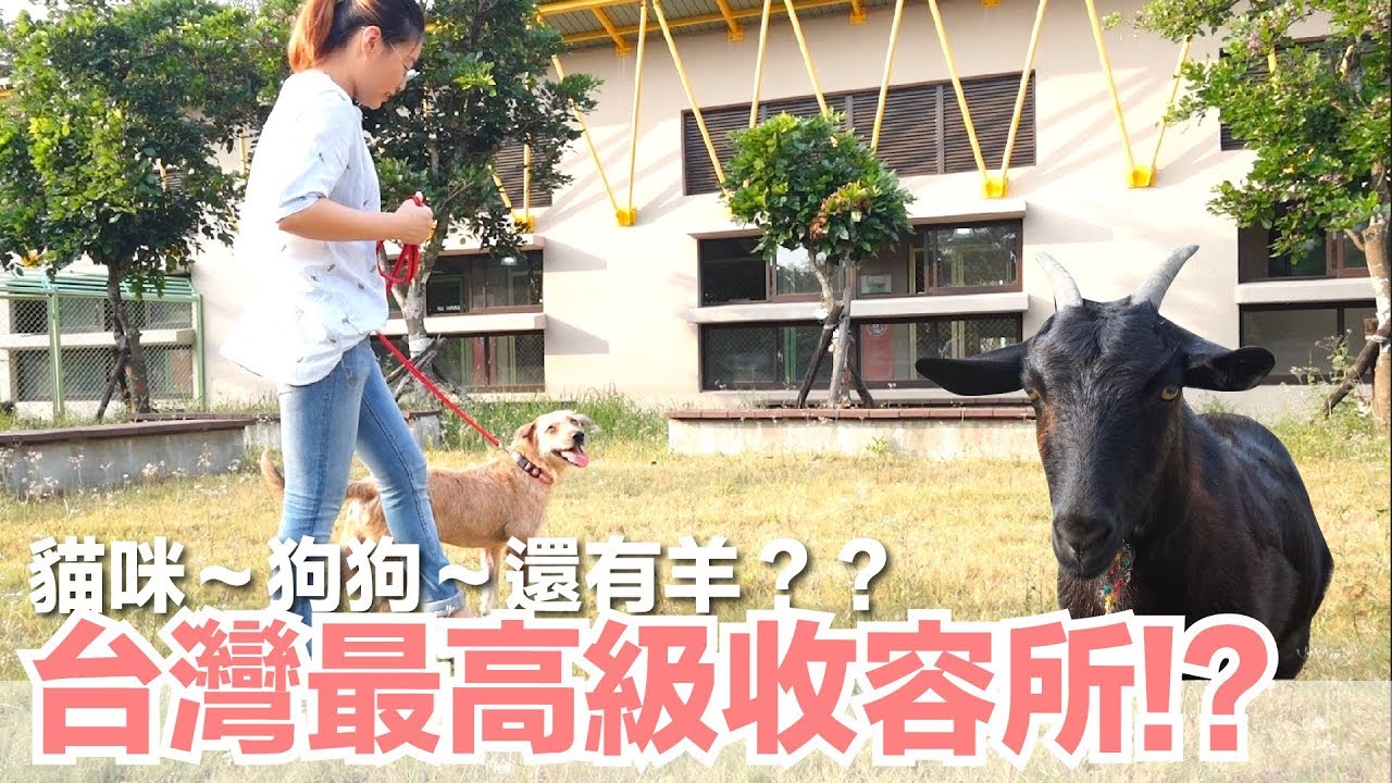 探訪台灣第一間現代化收容所，竟然還有羊？【好味貓旅行】EP2