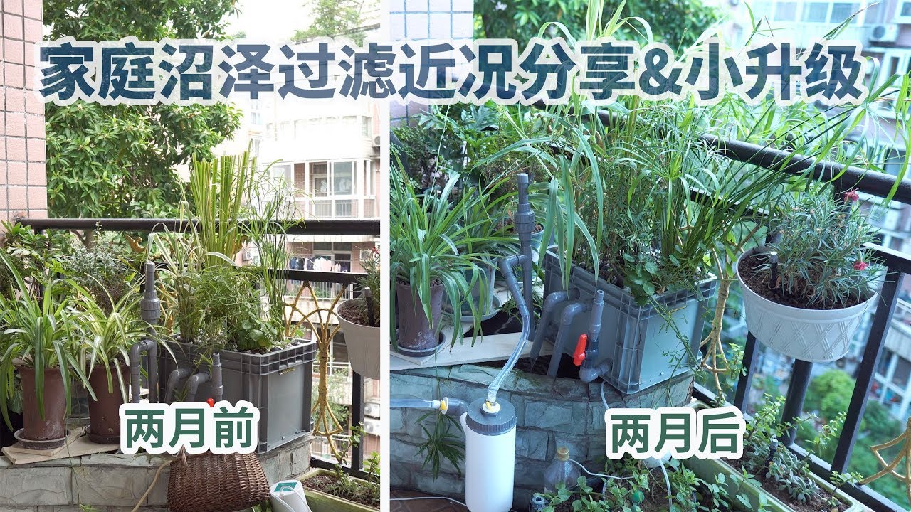 沼泽过滤系统运行近两月 挺水植物野蛮生 新手实验小有成