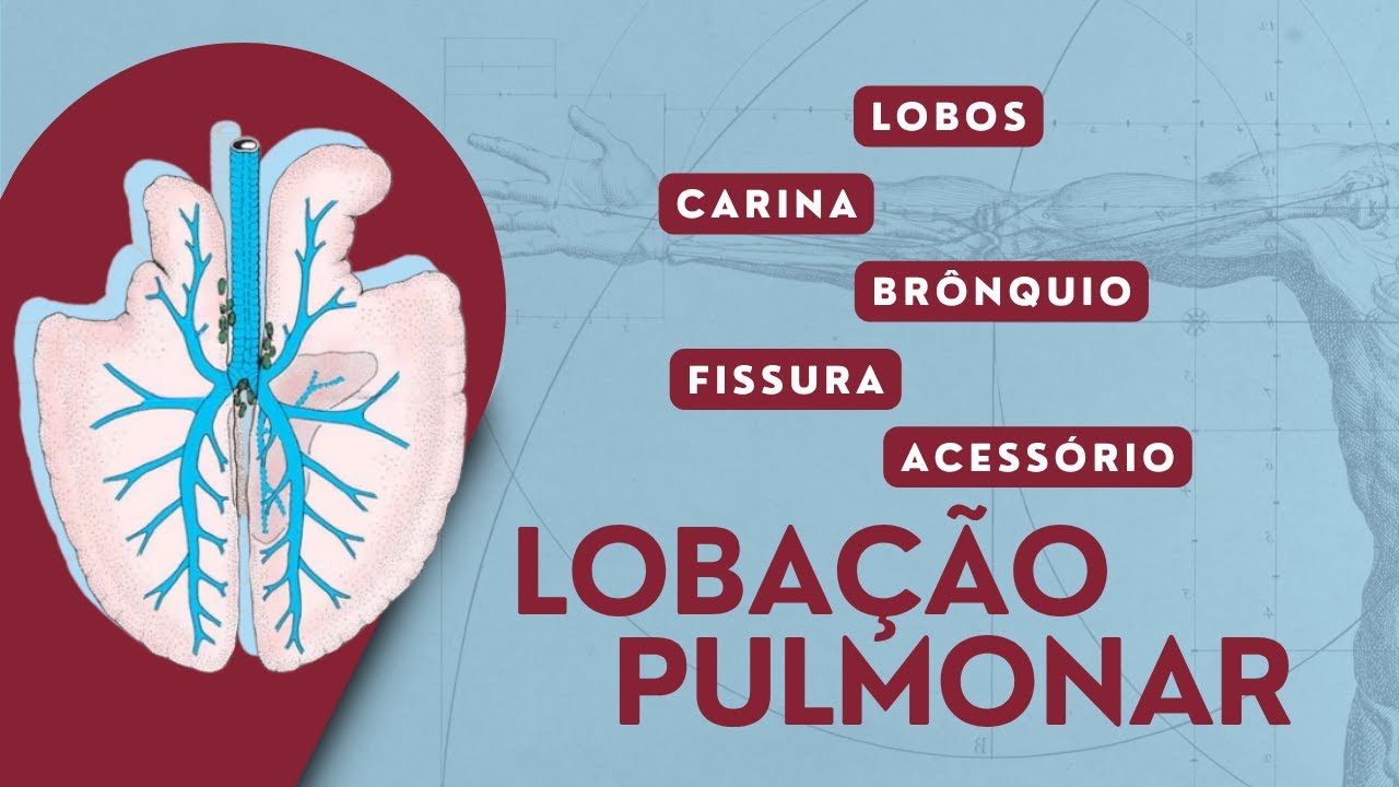 Lobação Pulmonar nos Animais Domésticos | Anatomia Animal | Anatomia Veterinária