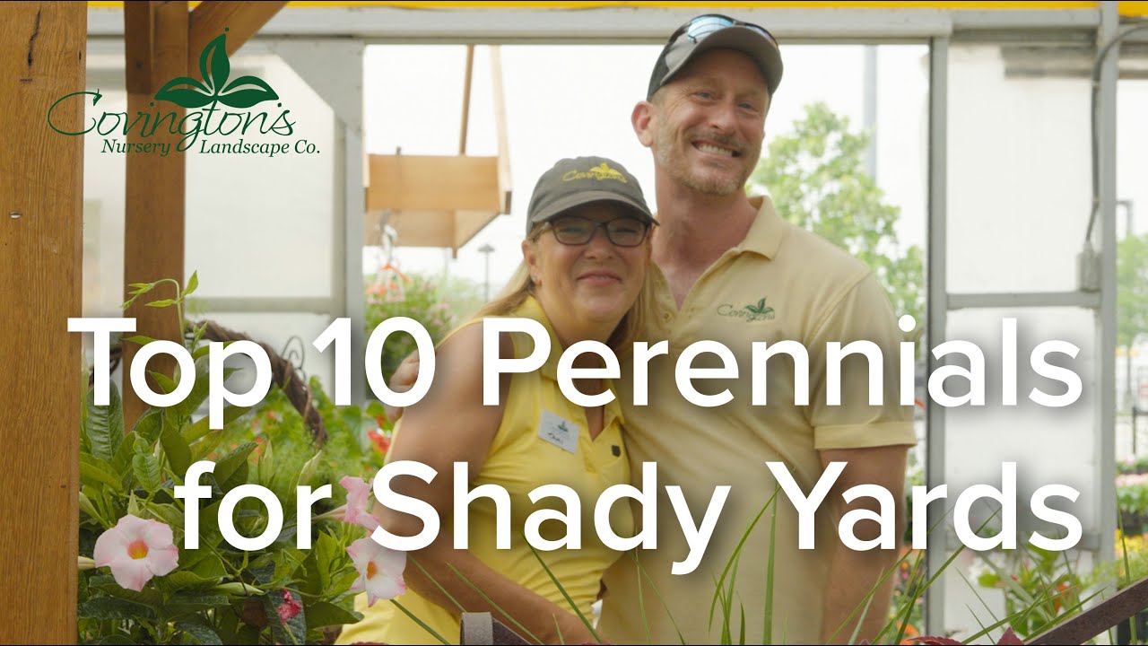 Top 10 Perennials for Shady Yards - Let's Grow Together