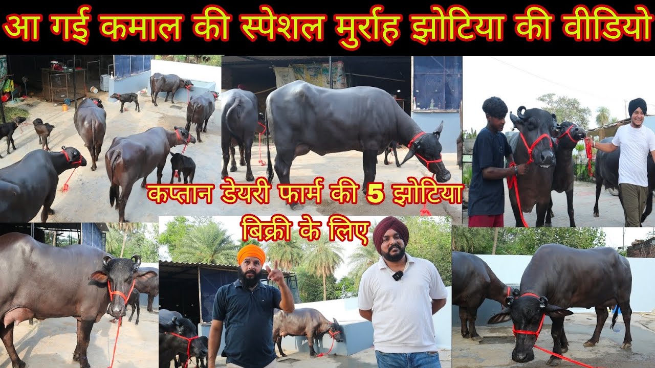 आ गई कमाल की स्पेशल मुर्राह झोटिया की वीडियो कप्तान डेयरी फार्म की 5 झोटिया बिक्री के लिए