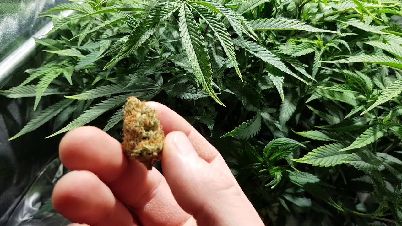 Green Gelato & Tangerine Dream, Grow Room Update