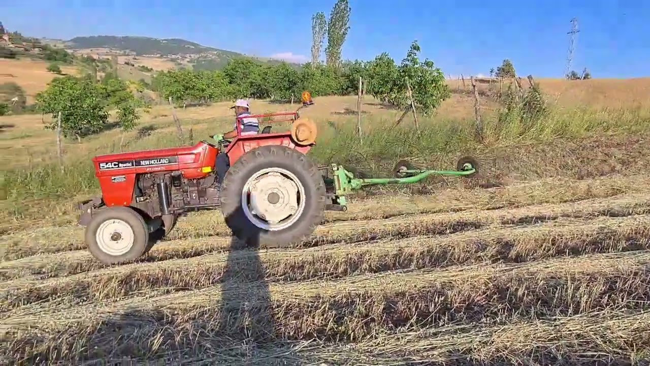 Biçtiğimiz Yulafı Balya yapmak İçin Tırmıkla Topladık