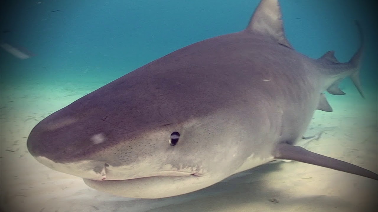 Tiger Beach  - Tiger Sharks