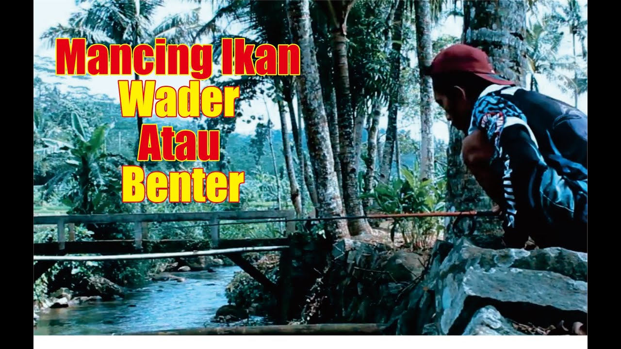 Mancing Ikan Benter Atau Ikan Wader 