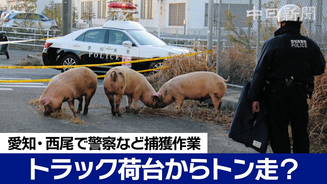 トンだ目に…　愛知県西尾市の国道でトラック荷台から豚14頭が逃走