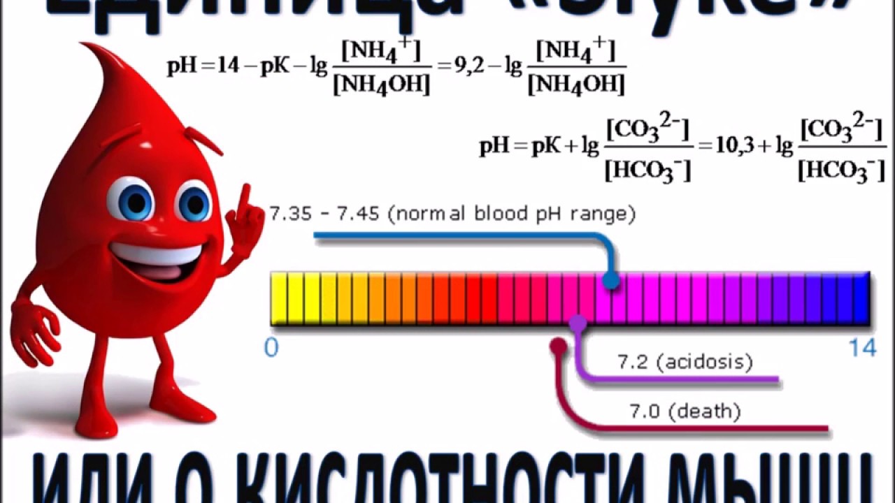 О КИСЛОТНОСТИ КРОВИ И МЫШЦ