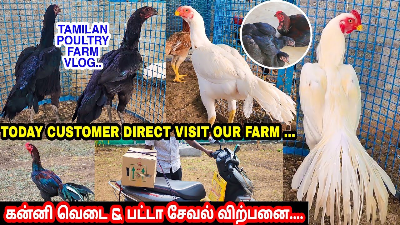 Tamilan Poultry Farm Vlog - Top Quality Birds sales | தரமான தாய்கோழிகள் விற்பனை பதிவு |