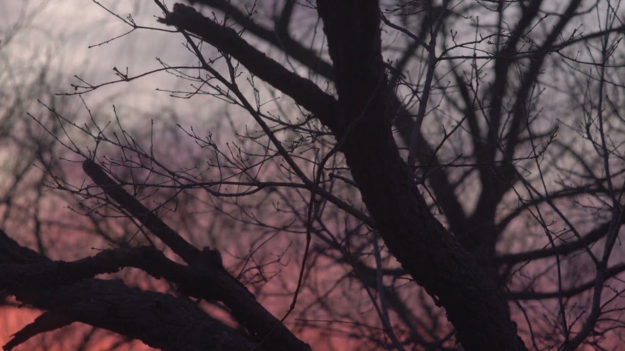 4K Winter sunset --- tree branches - Evening -- Free Download  #stockfootage   #stockvideofree