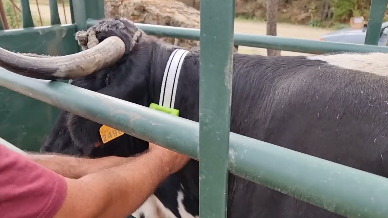 Vamos ponerle el GPS a las vacas 🐄