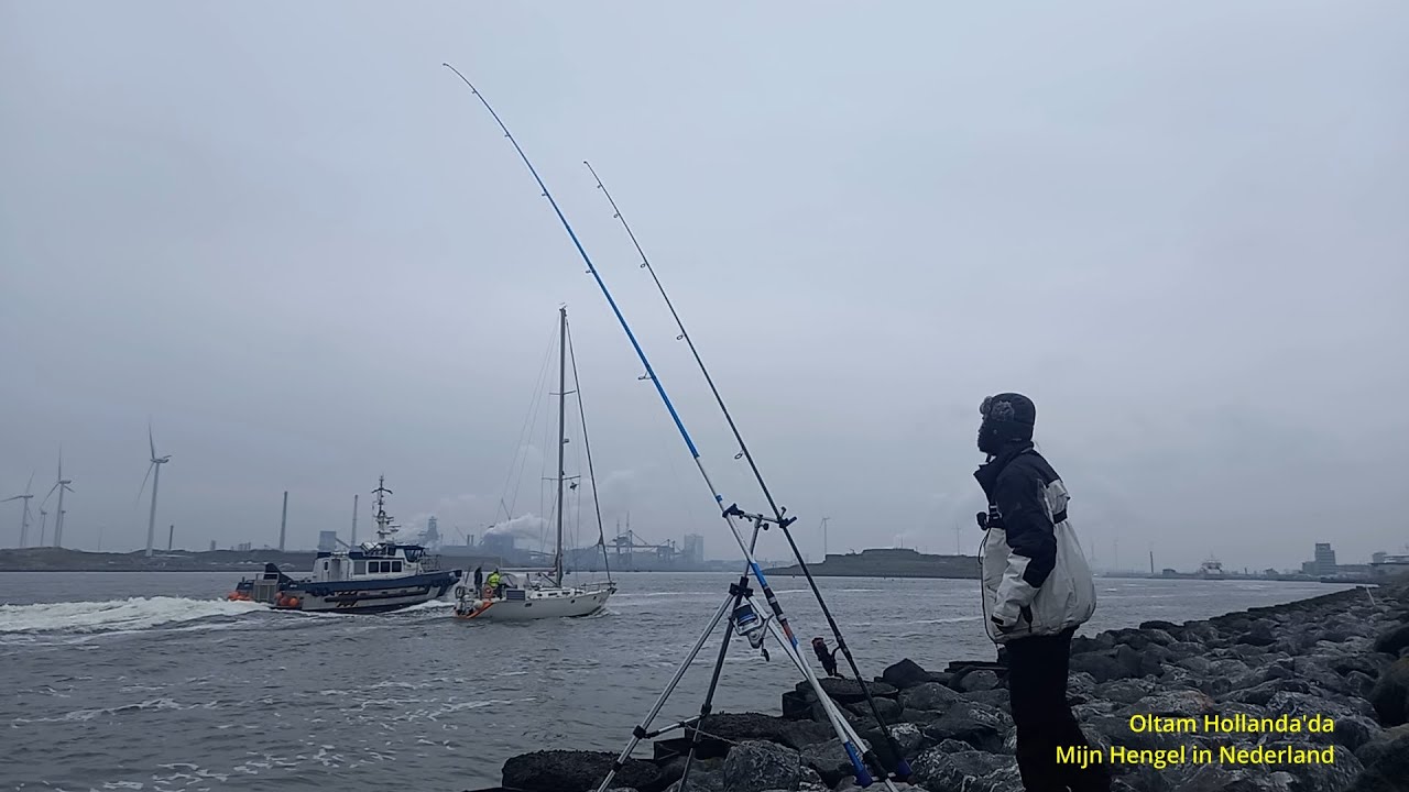 Schar Avı Schar Vissen ijmuiden