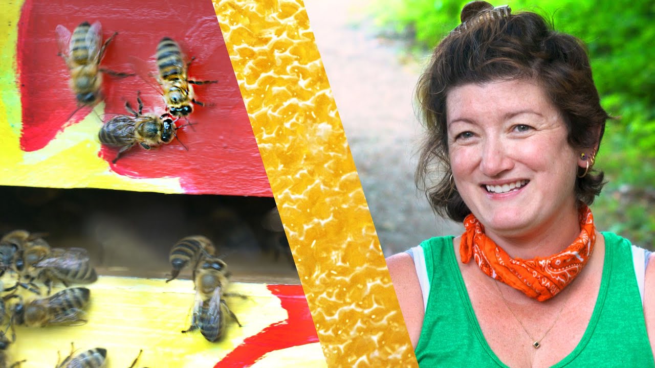 Apiverte Honey Harvest | Maison Fairbairn House