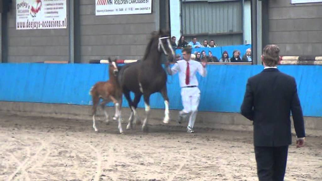 tuigpaard unieko