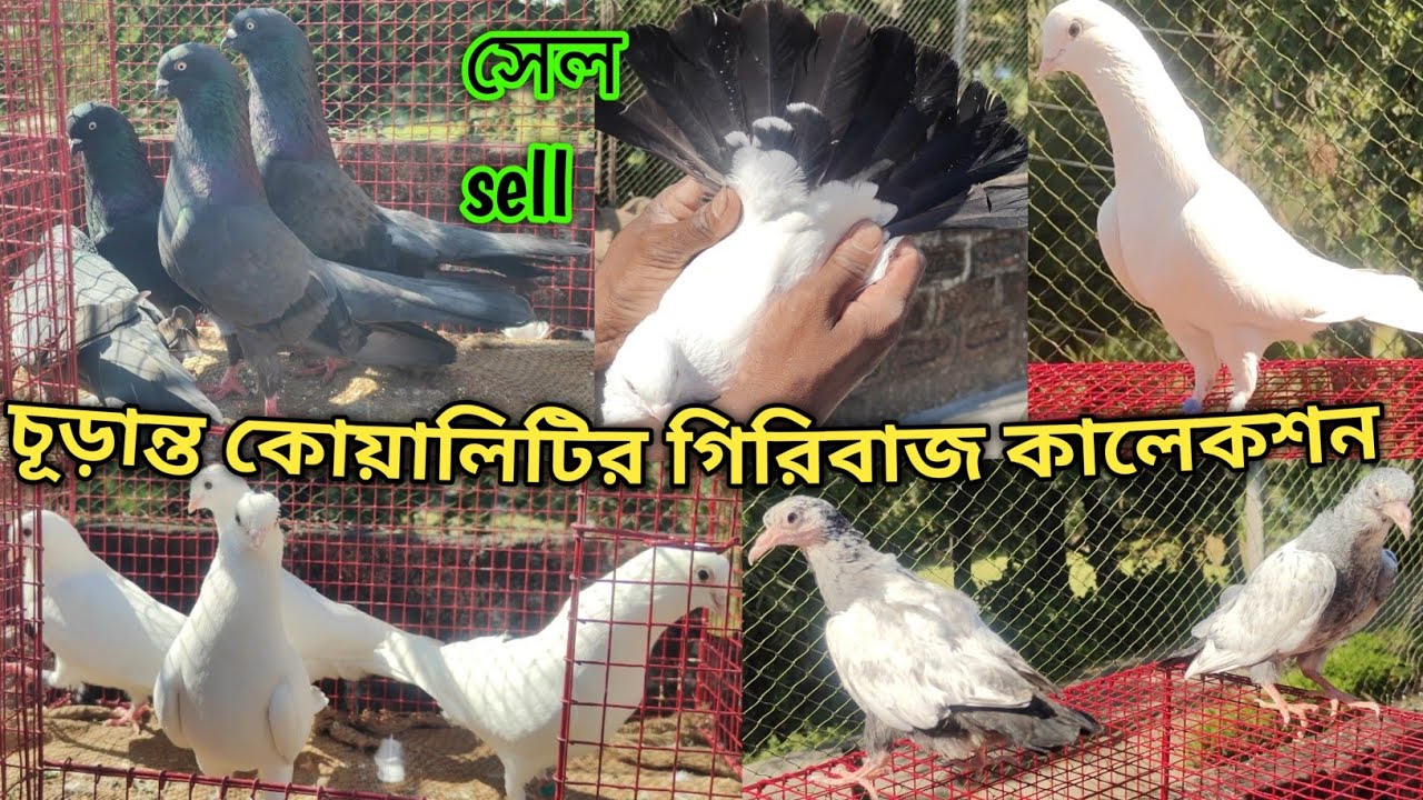 কবুতরের জগতের সেরা কবুতর ব্রিড/গিরিবাজ কবুতরের স্বনাম ধন্য জাত/কালা সবুজ/কালদুমা/কাগজি @Theskybirds 