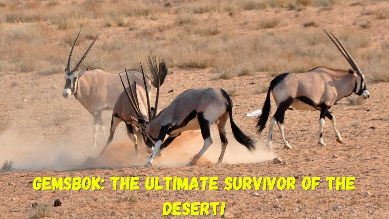 Gemsbok: Oryx Species Which Are The Ultimate Survivor of the Desert! 🏜️🦌