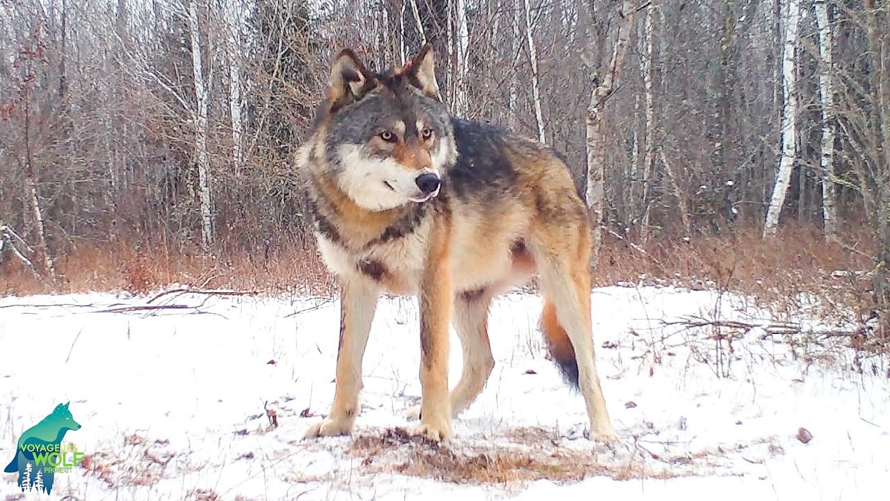 Wolf pack in a northern Minnesota winter