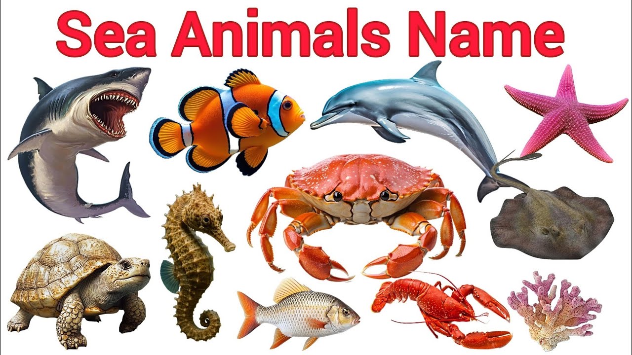 Sea Animals Name for Kids | Learn Ocean Animals in English | Educational Video