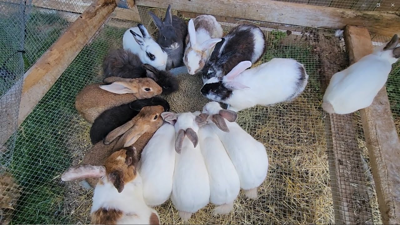 rabbits of the round table