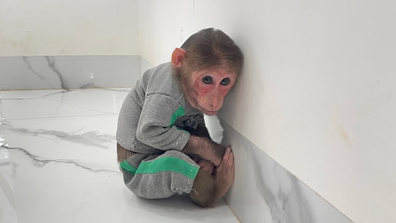 Monkey Cubis angry at Dad for this funny reason!