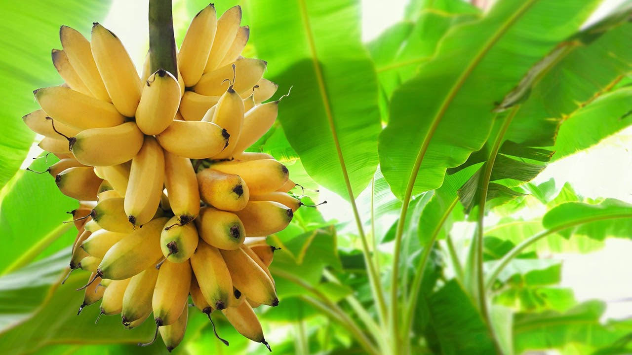 Innocent Drinks - Case Study