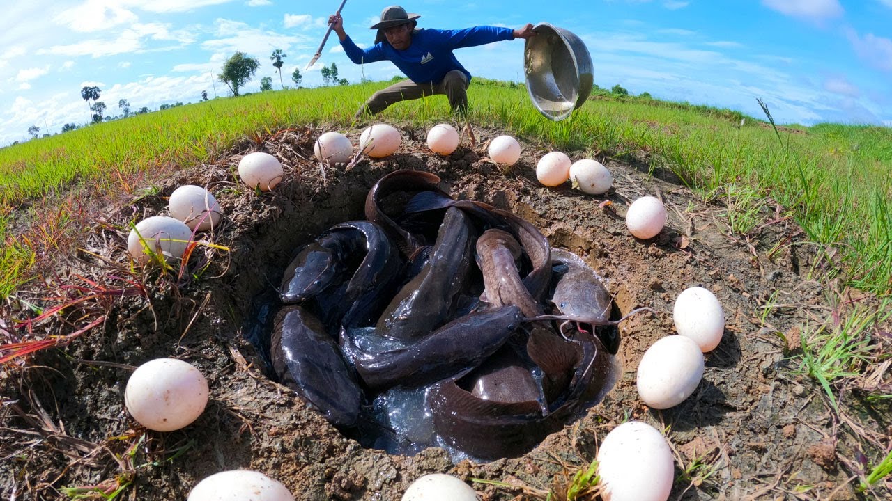 the top amazing! catching fish and picking duck eggs by hand a smart fisherman