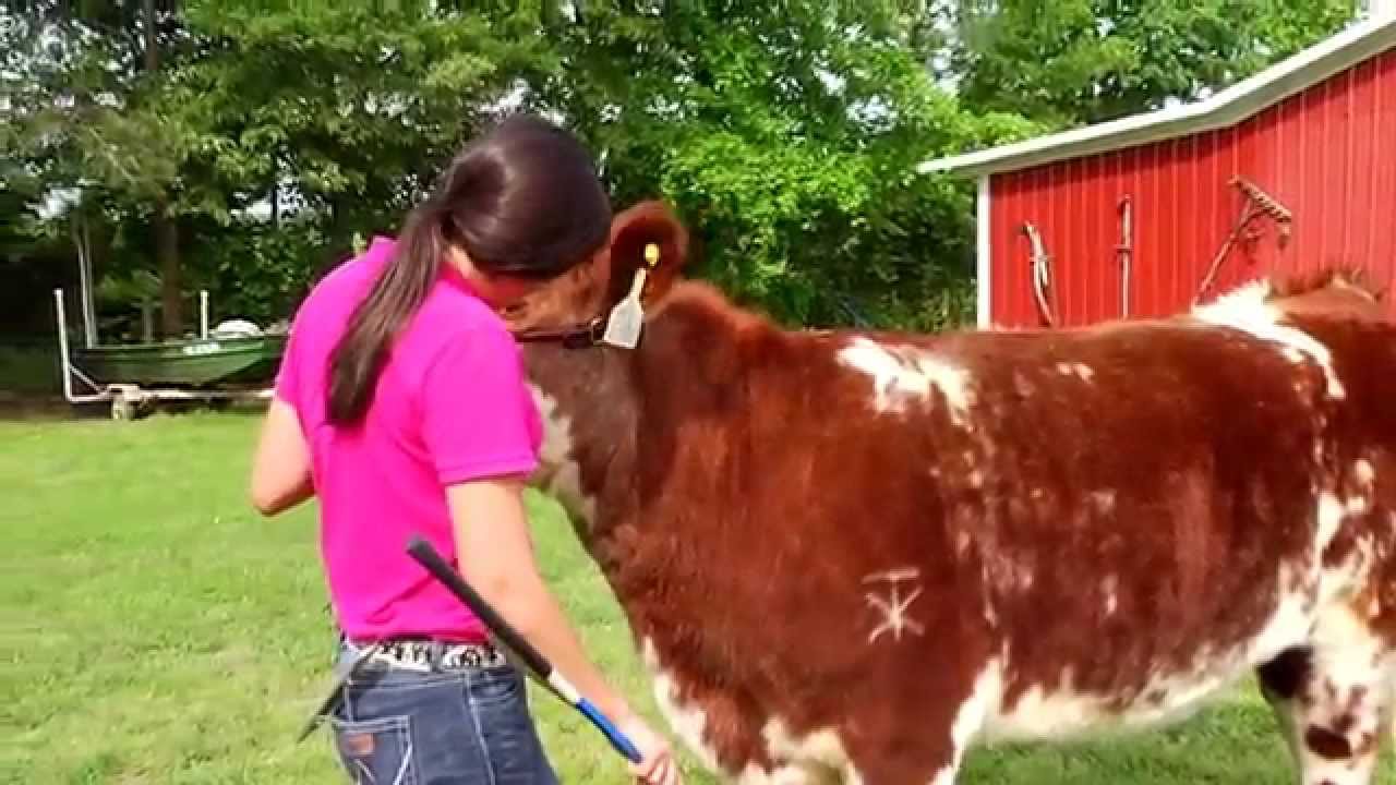 How To Prepare Your Livestock for Show Season