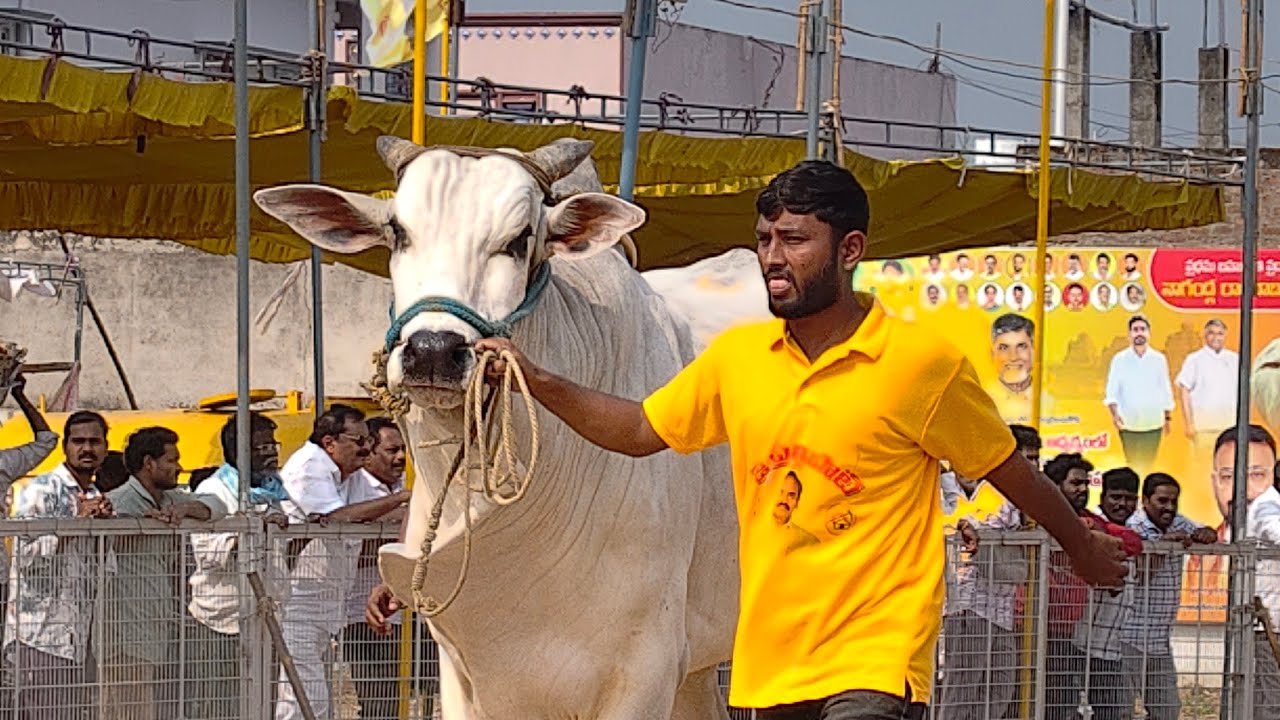 2026-చిలకలూరిపేట.న్వూకేటగిరి.17వ జత.షేక్ బడే గారు పురుసోత్తపట్నం గ్రామం పల్నాడు జిల్లా