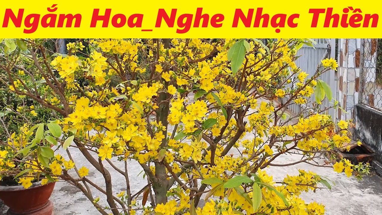 Ngắm Hoa_Nghe Nhạc Thiền Thư Giãn_Đầu Năm Mới Ất Tỵ 2025