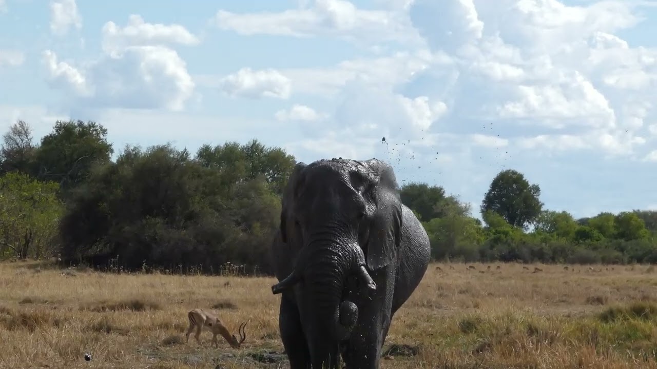 An elephant bull is enjoying his mud bath. Moremi Game Reserve, Botswana, Africa.