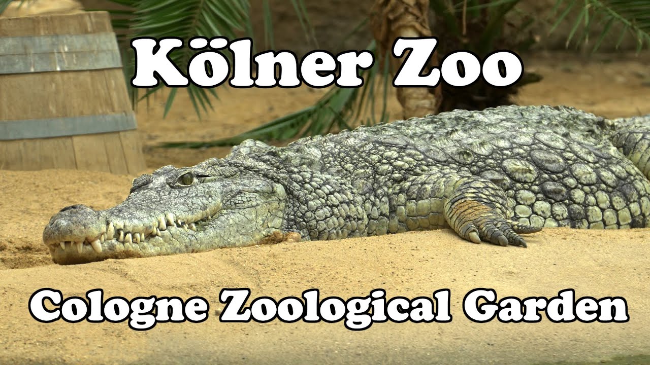 Cologne Zoological Garden, Germany, kölner Zoo, Sony A7 IV Tamron 17-70mm f2.8 Deutschland 🇩🇪 4K HDR