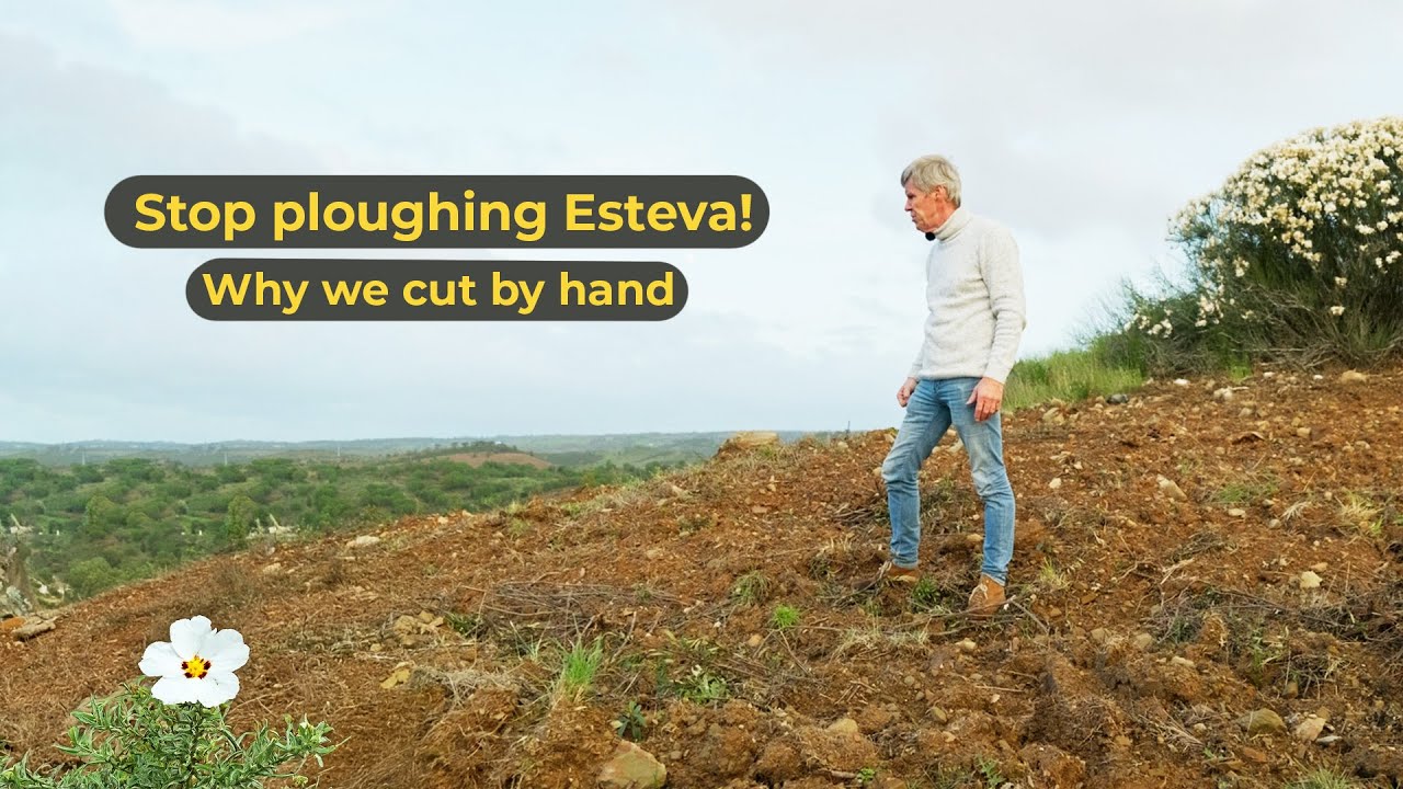 Stop Ploughing Esteva (Cistus ladanifer)! Why we cut by hand.