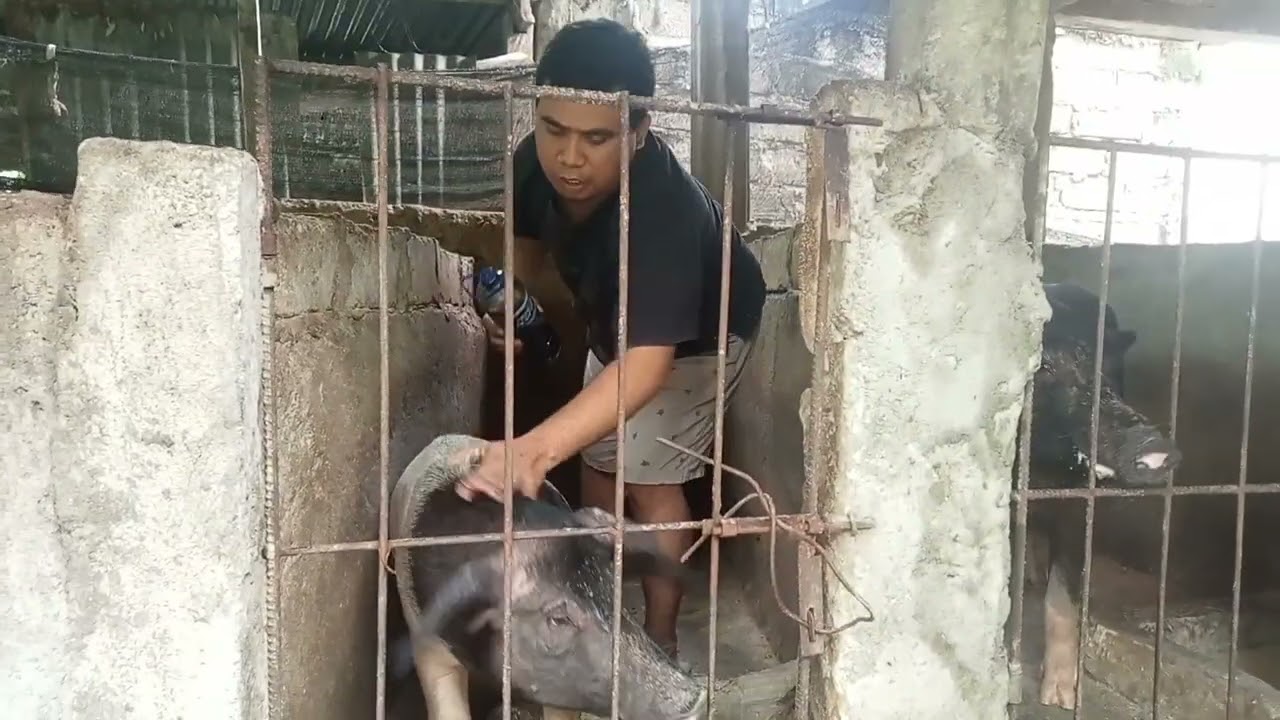 cara mudah tangkal virus ASF Babi