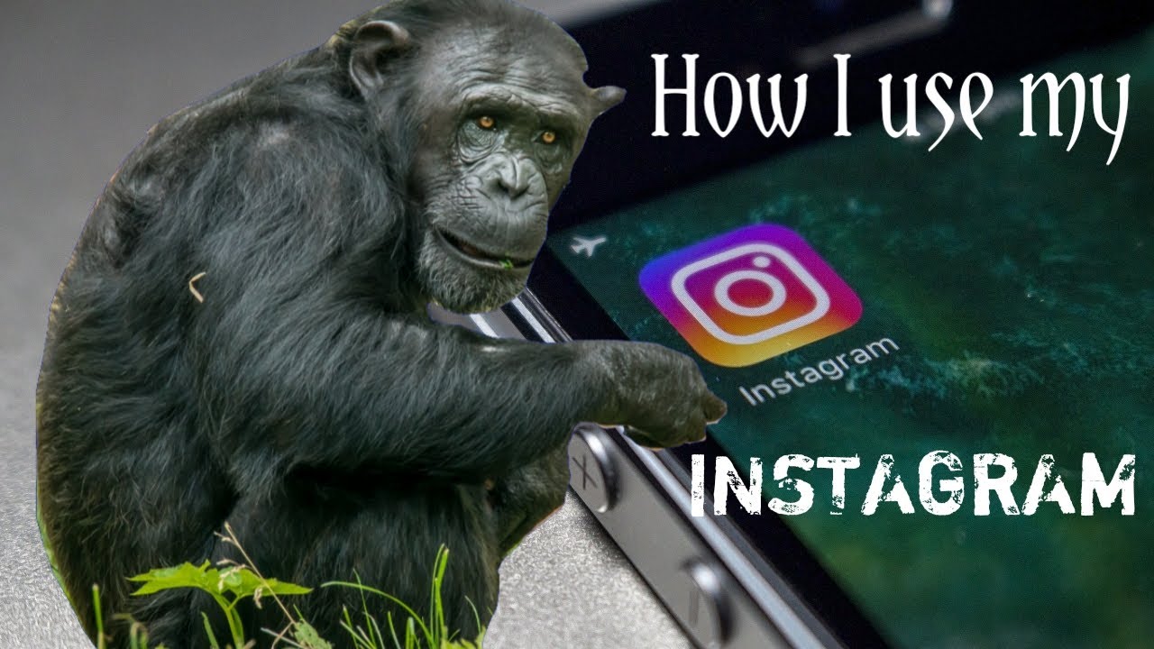 UNBELIEVABLE | Chimpanzee using Instagram
