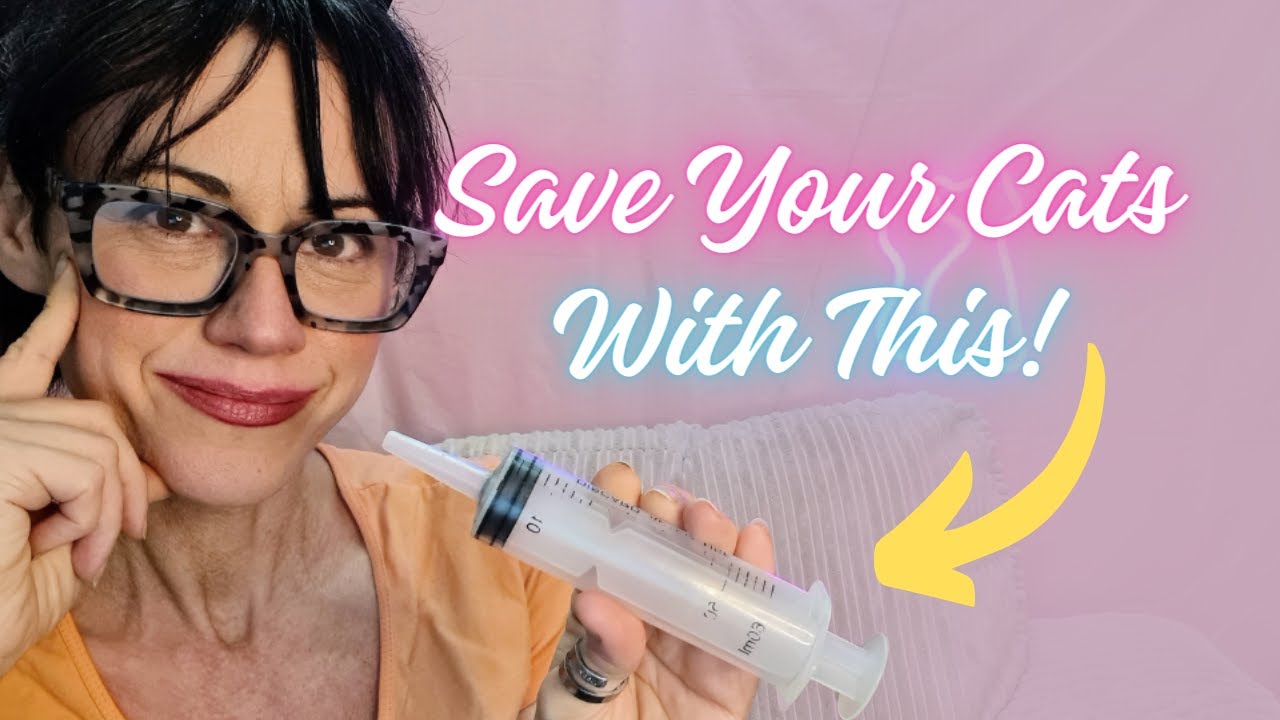 Syringe Feeding Your Cats: Top Tips, Benefits and How It Can Save Your Cat's Life