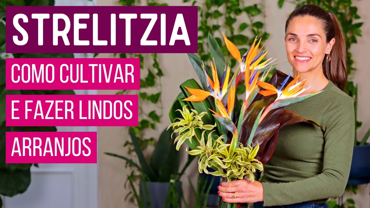 STRELITZIA: Como Cultivar, Colher no Jardim e Fazer Arranjos para Decorar a Casa!