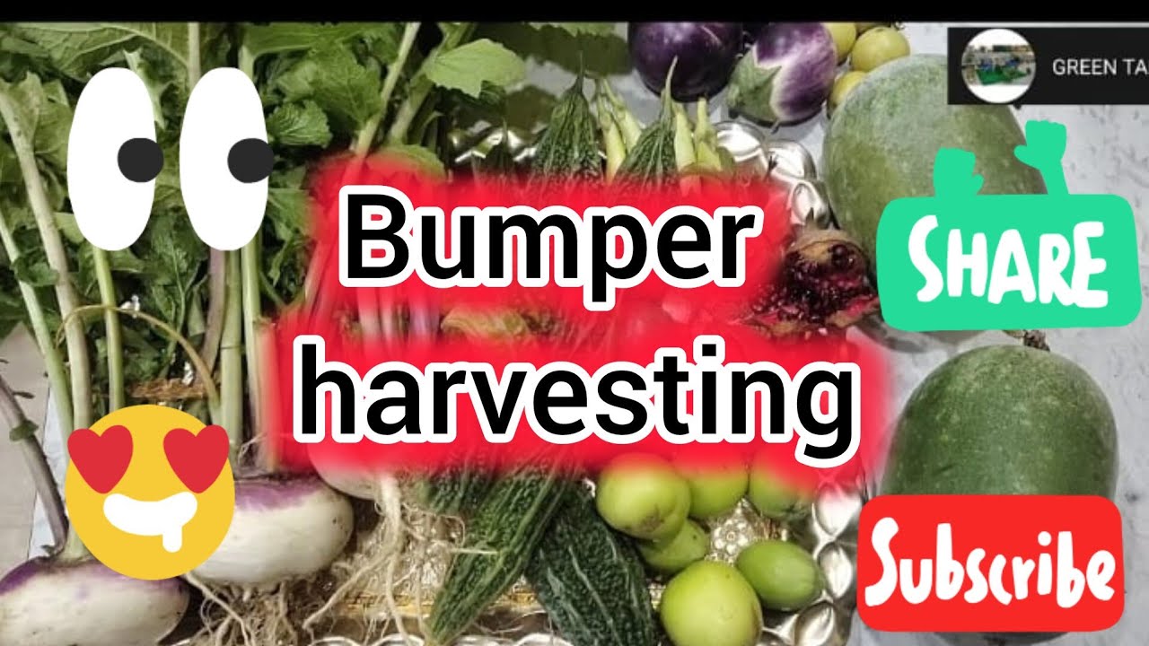 नए वर्ष (2/1/25) की पहली #बम्पर हार्वेस्टिंग 🤩🥳#organic gardening