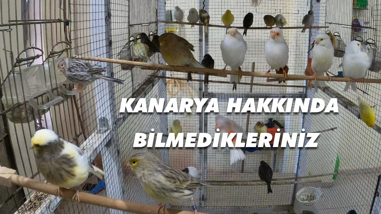 KANARYA HAKKINDA BİLGİ (ÜRETİCİ ABİMİZDEN)