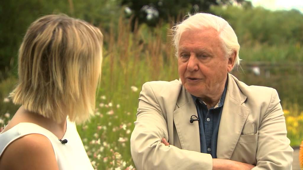 Sir David Attenborough's plea to save the butterfly