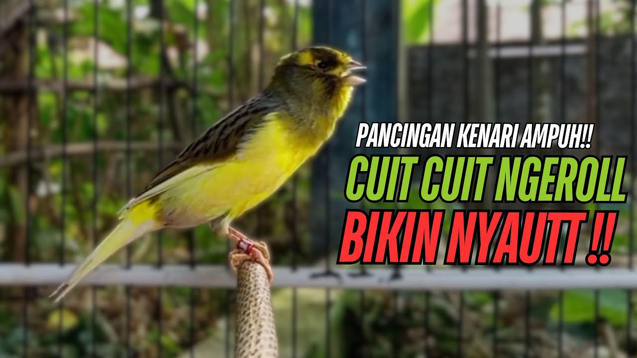 SUARA Kenari GACOR PANJANG Pancingan & masteran Kenari Paud AGAR gacor AMPUH Kenari MACET bunyii