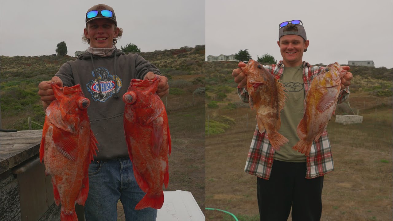 Vertical Jigging for Colorful Rockfish ~Tomales Bay Area Fishing~