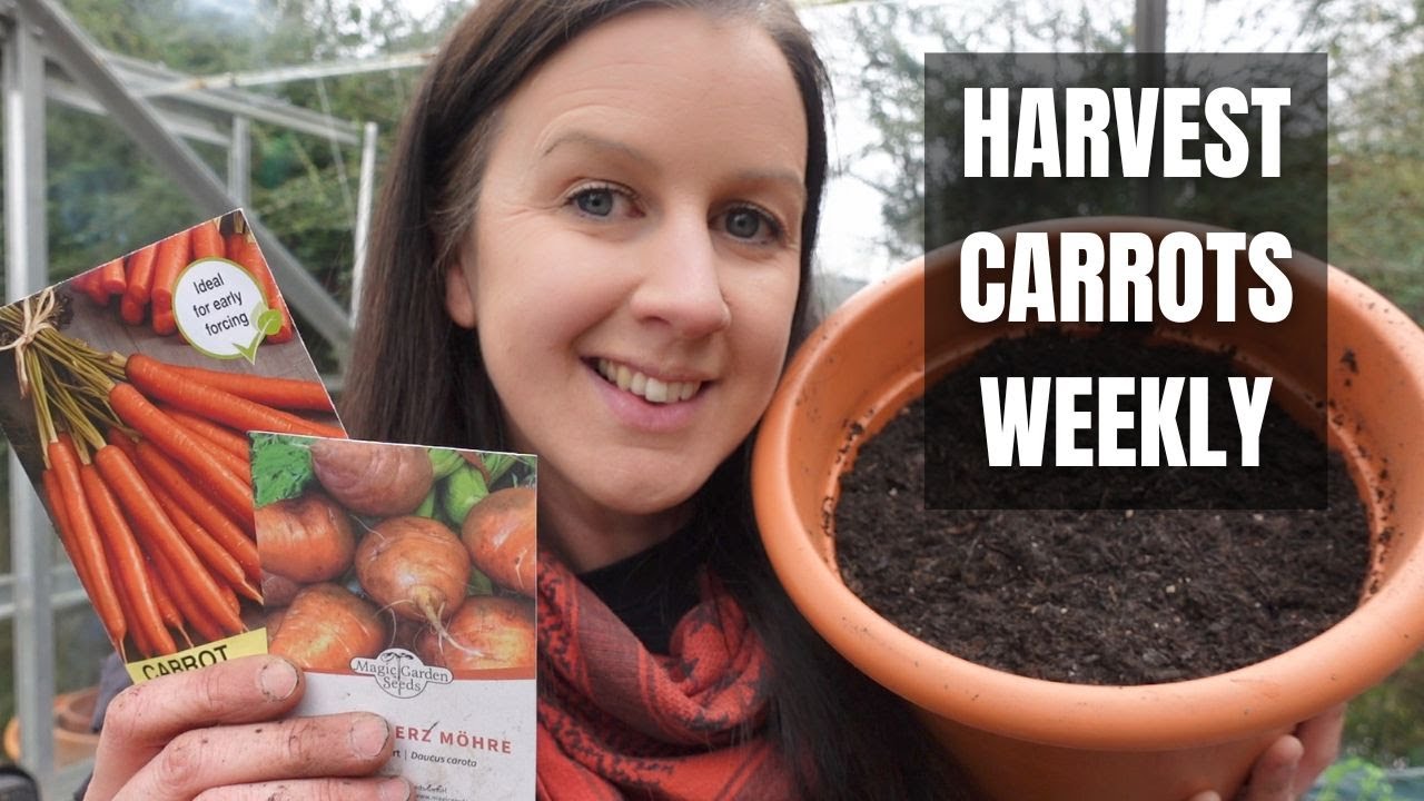Growing Carrots From Seed | How To Grow Carrots For A Weekly And Early Harvest