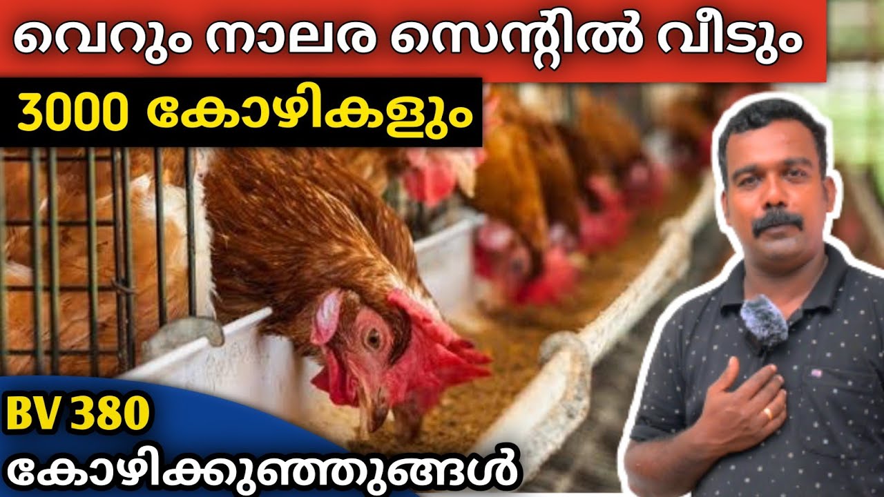 75 രൂപ/30 ദിവസം പ്രായമായ കുഞ്ഞുങ്ങൾ🐤/മാസം ലക്ഷങ്ങൾ നേടാം💰