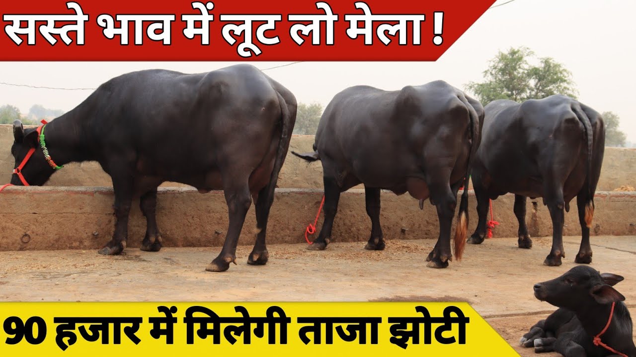 सस्ते भाव में लूट लो मेला, 90 हजार में मिलेगी ताजा झोटी | Godara Dairy Farm (8607219729)
