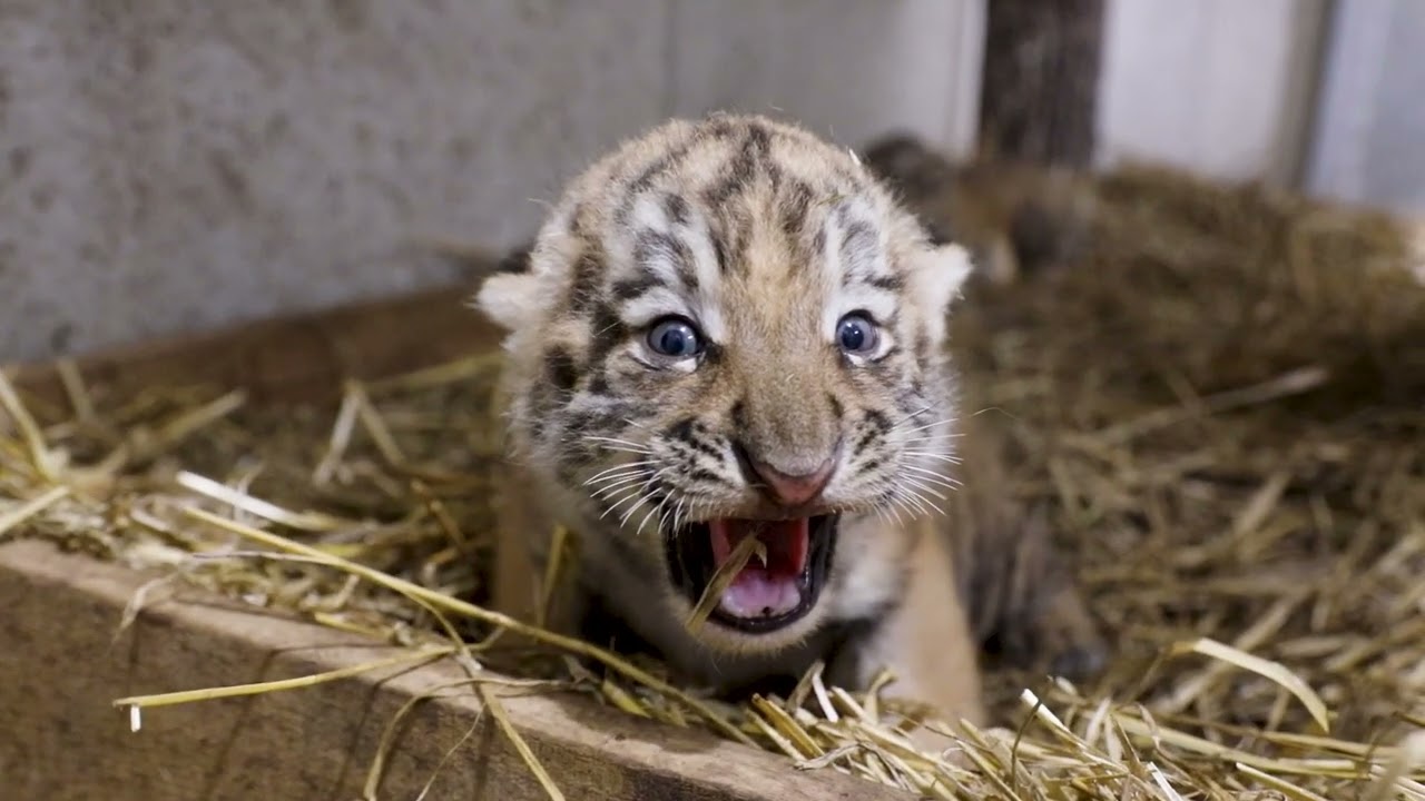 Sensacyjne narodziny w opolskim ZOO