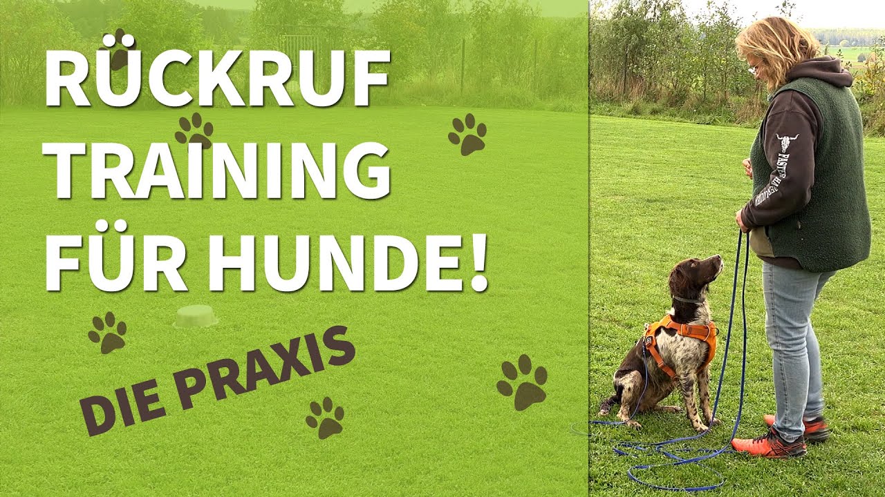 R&uuml;ckruftraining f&uuml;r Hunde ➡️ Die Praxis ✔️