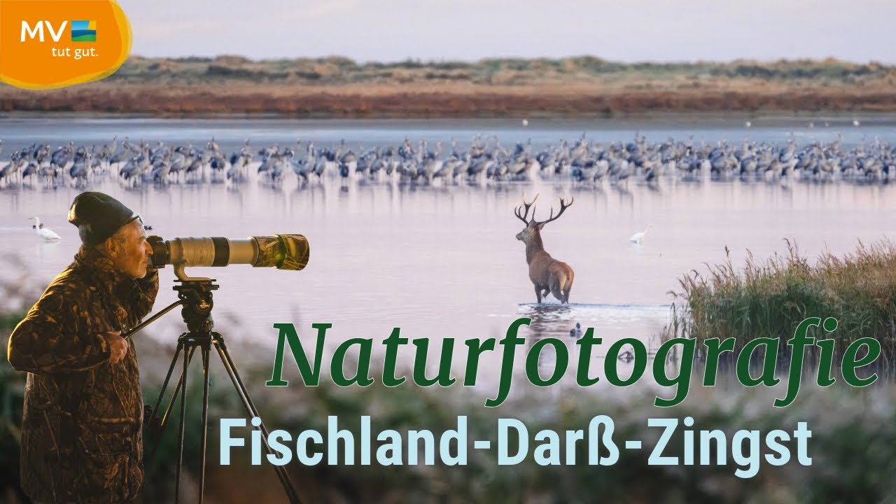 Auf Safari im Norden: Naturfotografie mit Hirsch auf Fischland-Dar&szlig;-Zingst | Mecklenburg-Vorpommern