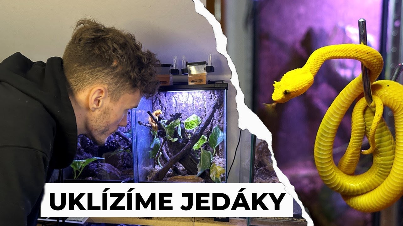 Běžná údržba u jedovatých hadů | Q&A