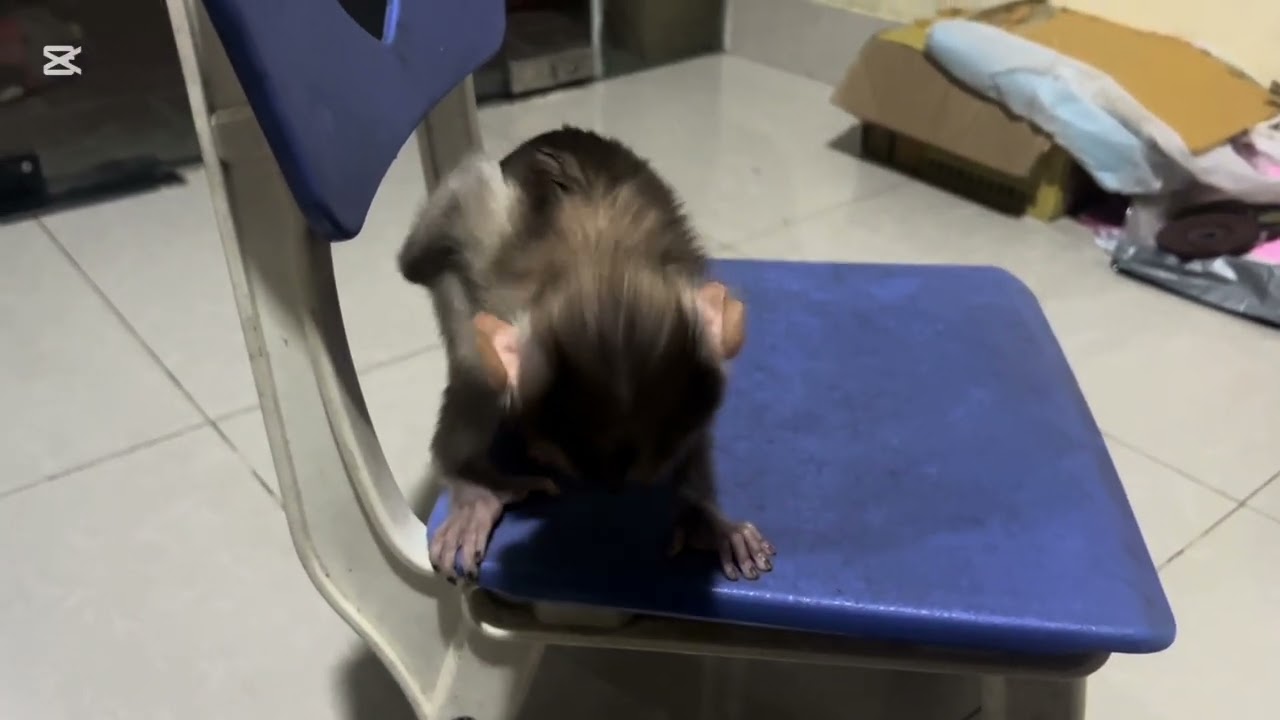 Monkey Mary grows up very fast