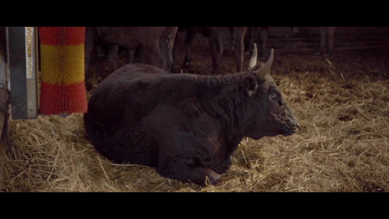 Olive Wagyu Farm