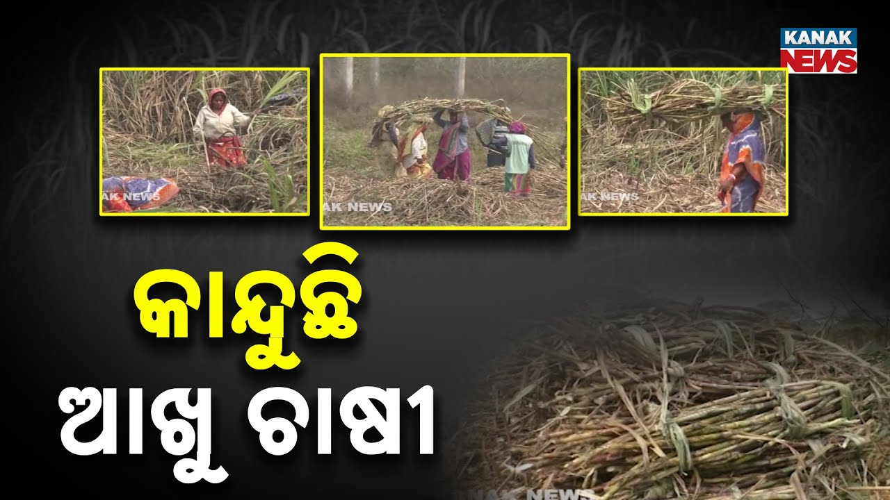 Why Are Farmers Leaving Sugarcane Cultivation in Aska, Ganjam?